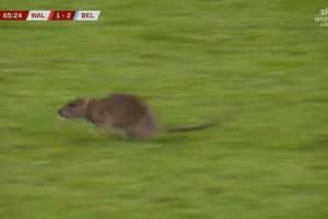 防得了进球防不住鼠鼠！一老鼠闯入球场，库尔图瓦想抓住但未得手