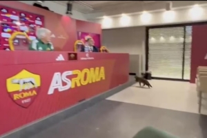 🐈一只猫咪闯入加斯佩里尼的新闻发布会，打断罗马主帅发言